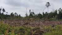 IMG-20260118-WA0136